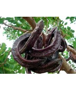 Carob Tree Seeds select 10 - 30 - 240 Seeds St. John&#39;s Bread Ceratonia s... - $2.37+