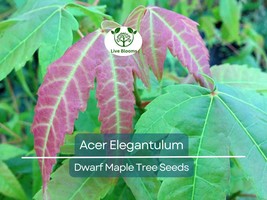 10 Seeds Acer Elegantulum (Dwarf Maple) for Planting - Beautiful Japanes... - $13.29 CAD