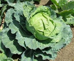 200 Cabbage Seeds  Golden Acre  - $3.99
