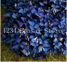 Worldwide Shipping 100 Pcs Sensitive Plant Grass Flower Bonsai Four Leaf Lover B - $10.90