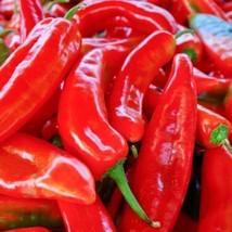 RED MARCONI SWEET PEPPER SEEDS 50  VEGETABLE GARDEN NON GMO - $11.50