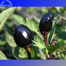 New Fresh Hot Chilli Pepper Black Olive Seeds Pack 20 Seeds Organic Ornamental V - $4.72