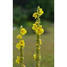 Pure Herbs: Mullein Leaf - 1 oz. (Natural Herbal Extracts) image 3