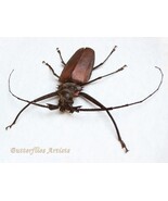 Callipogon Armillatus Male Giant Longhorn Beetle Framed Entomology Shadowbox - $229.00