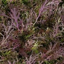 Mizuna Red Streak Mustard Seeds 400 Seeds Japanese Open Pollinated Mustard Seed  - $7.60