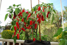 AD 25 Early Jalapeno Pepper Seeds Home Garden - $247.16 MXN