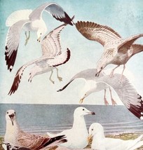 Gulls Four Species Types Birds Print Fuertes 1917 Color Plate Art DWX7B - £23.96 GBP