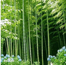 40pcs MOSO Bamboo Huge Mao Bamboo s Phyllostachys pubescensedulis Moso Hardy Bam - £6.07 GBP