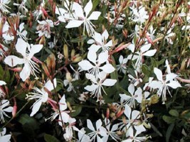 US Seller 100 White Gaura Whirling Butterflies Gaura Lindheimeri Flower ... - $12.60