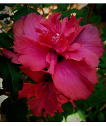 Live Plants Double Red Althea Rose Of Sharon Hibiscus Flowers Starter Ga... - $843.99 MXN