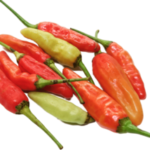Aribibi Gusano Pepper Bolivian Chili Super Hot Caterpillar Pepper 100 PC... - $8.83