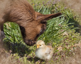 &quot;Easter Kid and Chick&quot; 252-piece jigsaw puzzle - £27.95 GBP