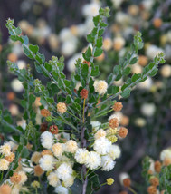 5Pcs Acacia Orbifolia Seeds New Fresh Seeds USA - £10.05 GBP