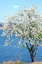 Dwarf White Bauhinia, snowy orchid tree exotic flower bonsai plant seed 30 seeds - $9.99