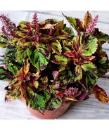 COLEUS FOLIA PICASSO, 35 SEEDS R - £14.45 GBP