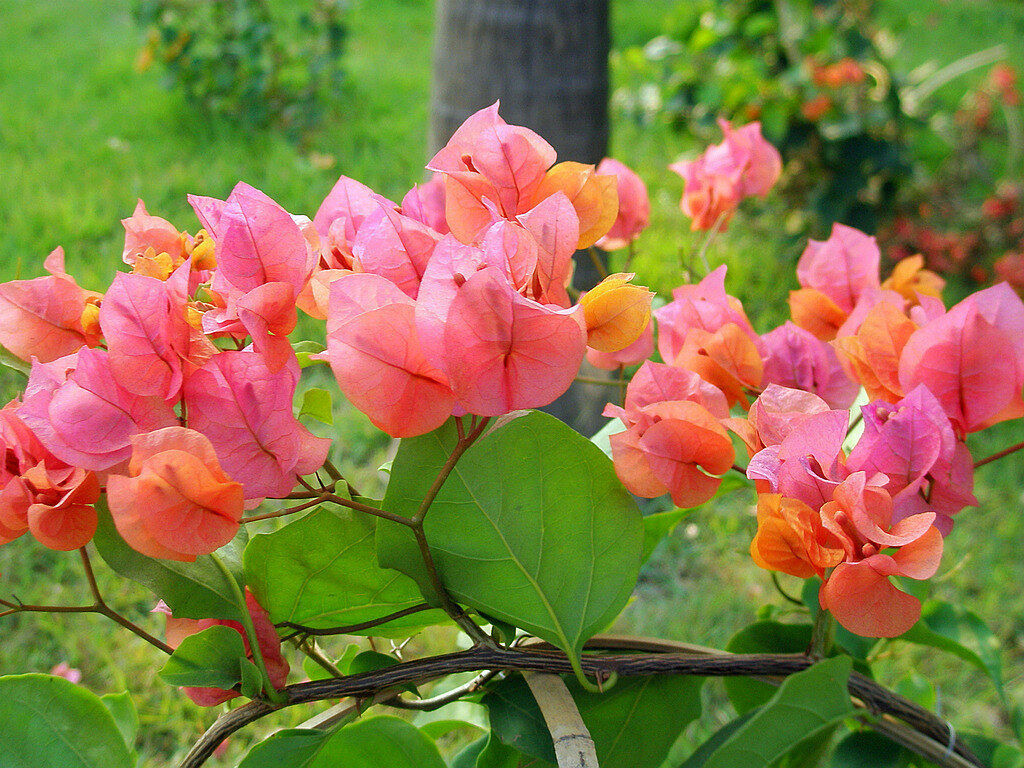 Primary image for PATB Well Rooted *AFTERGLOW* Bougainvillea starter/plug plant