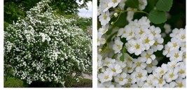 quart pot Snowmound Spirea Yard, Garden &amp; Outdoor Living - £33.86 GBP