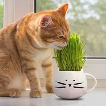 Cat Grass Seeds Heirloom Non-Gmo From USA seller - $9.60