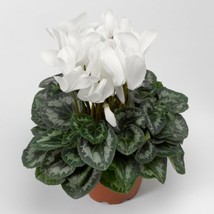 15 Cyclamen Seeds Sierra Synchro White - £20.75 GBP