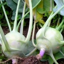 SRN Early White Vienna Kohlrabi Seeds Non-Gmo Kohlrabi Seeds Heirloom Ga... - $8.95