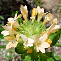 Item image 1 image 1