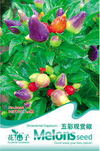 Approx 20 Seeds Colorful Ornamental Pepper Mini Bubble Rainbow Seed #B002 Garden - $20.00