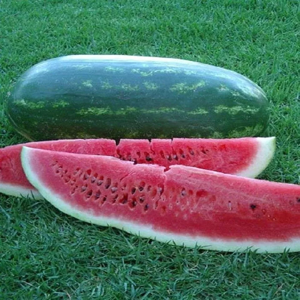 Congo Watermelon Seeds Garden USA Seeds - £11.19 GBP