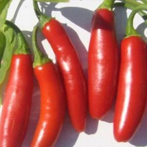 Serrano Spanish Hot Pepper Seeds Grower Organic Fresh Garden USA Shipping - $9.00