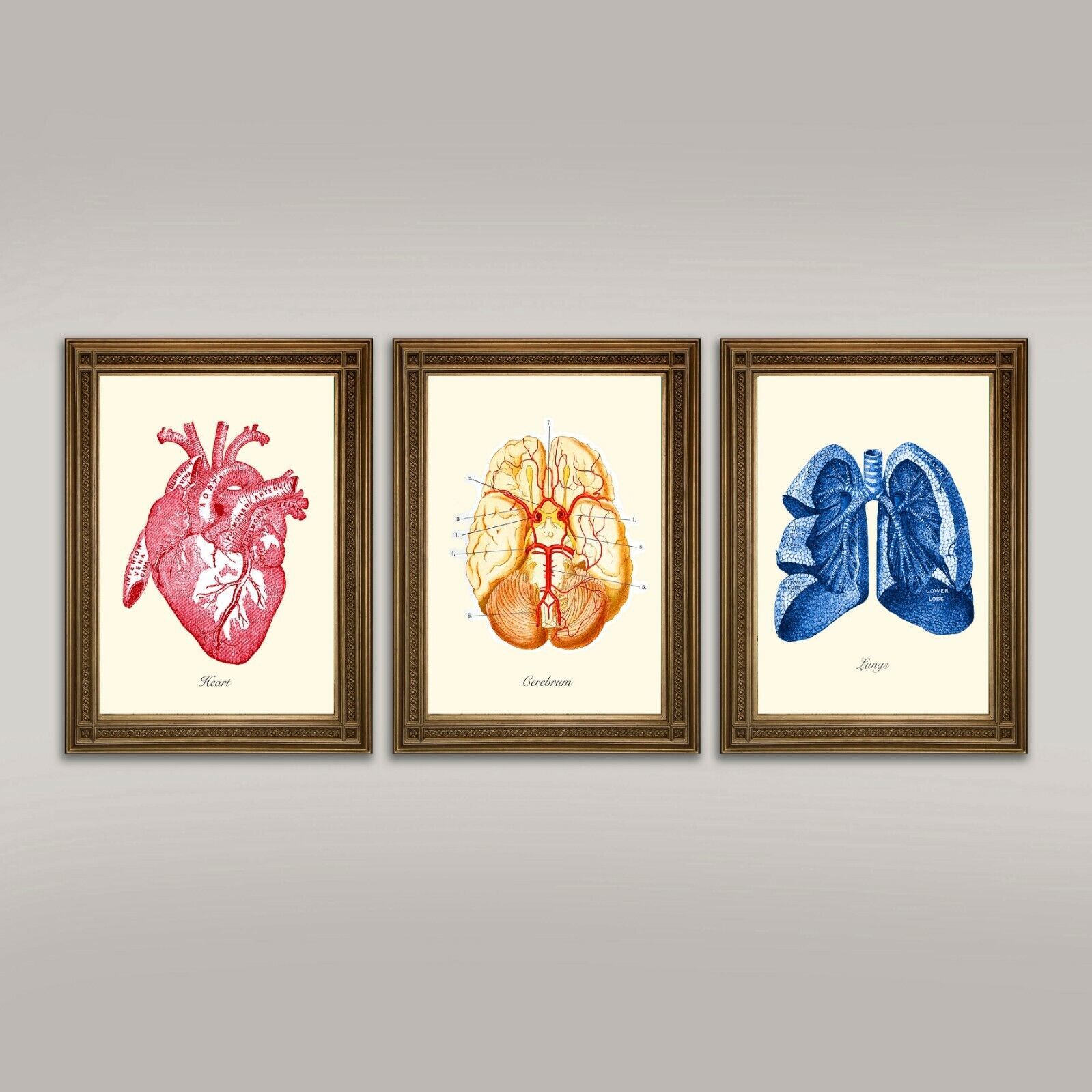 Cuerpo Anatomía Estampados: Corazón Vintage, Cerebro, Lung Médico Ilustraciones