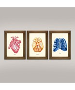 Cuerpo Anatomía Estampados: Corazón Vintage, Cerebro, Lung Médico Ilustr... - £4.52 GBP+