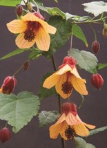 PWO 15+ Seeds Abutilon Star Sprite  House Plant-  Garden- Flowers - £4.86 GBP