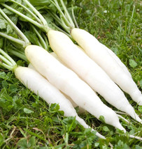 FA Store Radish White Icicle Fast Growing 425 Seeds   - £5.66 GBP