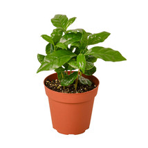 4&quot; Pot - Arabica Coffee - Houseplant - Living Room - Gardening - FREE SHIP - £32.76 GBP
