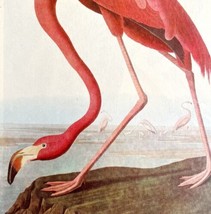 Pink Flamingo Bird 1946 Color Art Print John James Audubon Nature DWV2G - £31.46 GBP