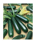 ADW 20 Black Beauty Zucchini Summer Squash Seeds Fresh Harvest Fast Growing - $17.95 CAD
