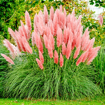 USA SELLER 10000 Pink Pampas Grass Ornamental Grass Seeds Hardy Perennial Flower - £7.34 GBP