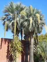 Grow In US 5_Seeds Brahea armata Blue Hesper &amp; Mexican-Blue Fan Palm Gray Goddes - £19.10 GBP