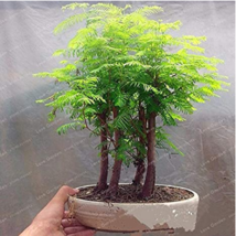 50 Pcs / Pack Dawn Redwood Bonsai Tree Grove Metasequoia Glyptostroboide... - £6.63 GBP