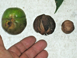 THJAR 5 Shagbark Hickory Nuts - ( Carya Ovata ) - $13.00