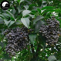 Fresh New Ligustrum Lucidum Semente 100Pcs Plant Glossy Privet Tree For Nv Zhen - $14.48