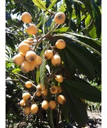 Loquat Japanese Plum Tree 3 Plants 4”+ Tall Live Plant Fruit - £15.48 GBP