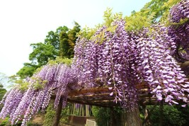 Semilir Japanese Wisteria Wisteria F 10 Seeds Fast Grow From US - $14.75