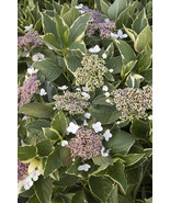 Varigated Hydrangea - Multi Color Leaf Easy to Grow Plants - $64.99