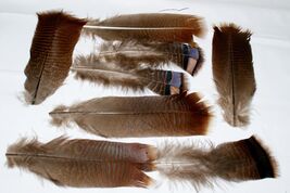 (6) Wild Turkey Tail Feathers for Fly Tying/Crafts Natural Color #589 - €4,67 EUR