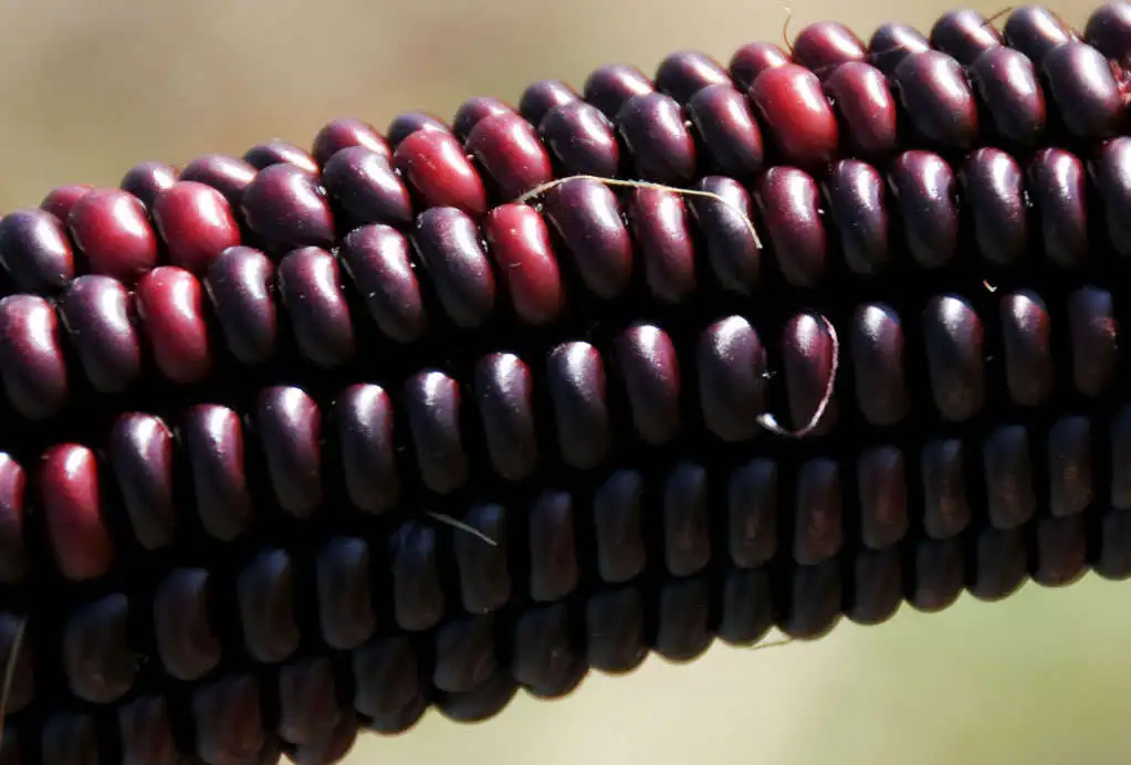 35 Bloody Butcher Red Corn Edible &amp; Ornamental Zea Mays Vegetable Seeds Fresh Se - £12.01 GBP