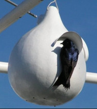 MBK Gourd Martinhouse Bottle Heirloom Huge Decorative Bird House Non Gmo... - $200.27 MXN