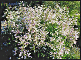 Fresh 300+Hairy Beardtongue Seeds Native Wildflower Sun Shade Patio Container Sh - £4.46 GBP