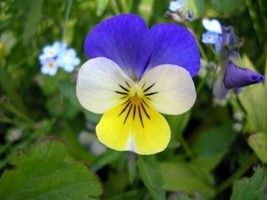 Viola Tricolor Helen Mount  Johnny Jump Up  Heartsease  200_Seeds From US - £11.86 GBP