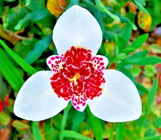 Tigridia WHITE Lilacea TIGER 5 Flower Plant Bulbs Mexican Shellflower PU... - $27.00