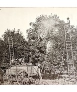 Spraying For Cottony Cushion Scale Insect Victorian 1887 Print Entomolog... - $27.34 CAD